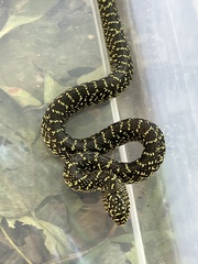 Lampropeltis holbrooki
