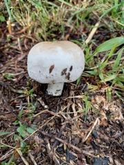 Agaricus campestris