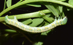 Chiasmia brongusaria