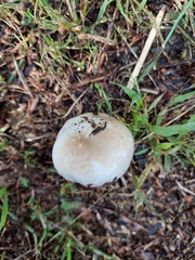 Agaricus campestris