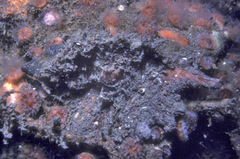 Pteropurpura macroptera