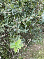 Lonicera morrowii