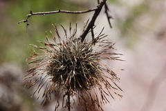 Tillandsia capillaris