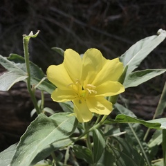 Oenothera elata hookeri