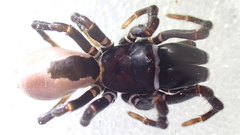 Atypus affinis