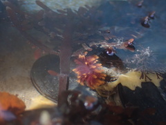 Eudistylia polymorpha