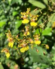 Oncidium
