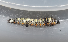 Ethmia circumdatella