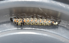 Ethmia circumdatella