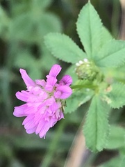 Trifolium resupinatum