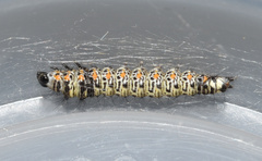 Ethmia circumdatella