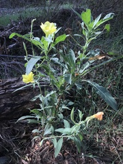 Oenothera elata hookeri