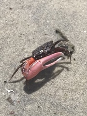 Austruca occidentalis