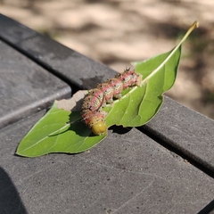 Anisota virginiensis