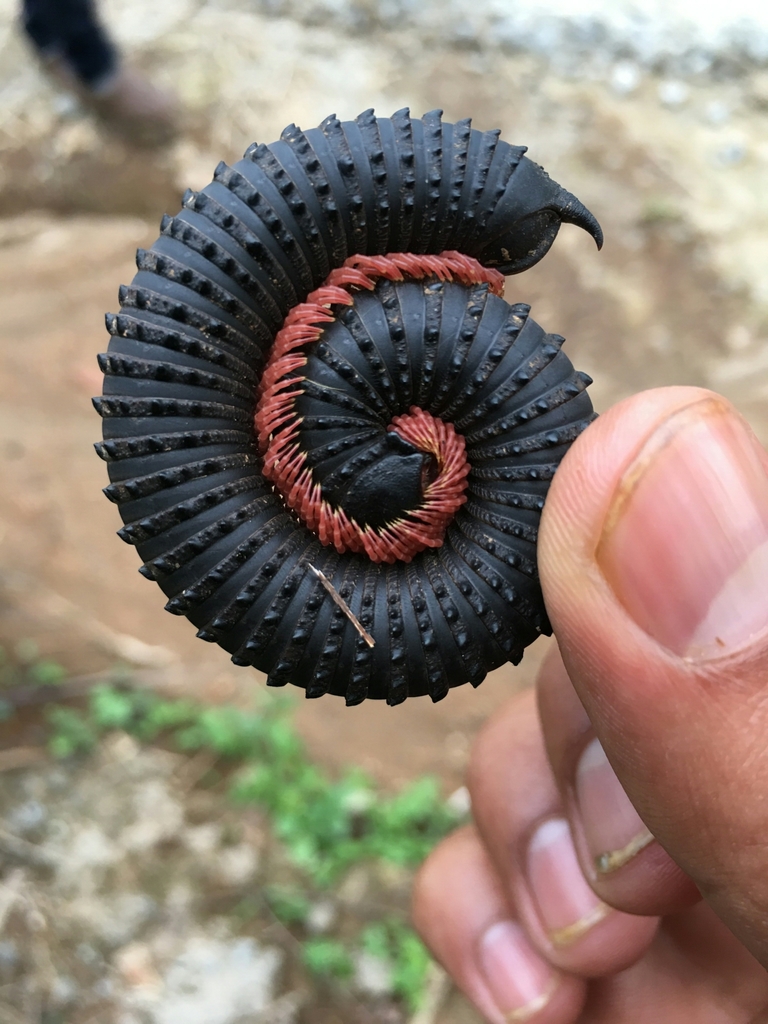 Trigoniulidea