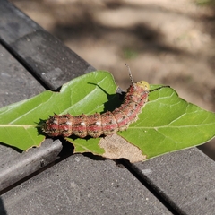 Anisota virginiensis