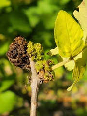 Aceria fraxiniflora