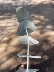 Eucalyptus cinerea