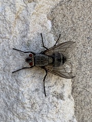 Microphthalma disjuncta