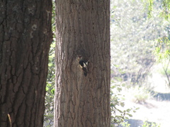 Dendrocopos syriacus