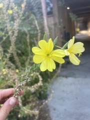 Oenothera elata