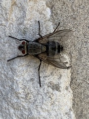 Microphthalma disjuncta