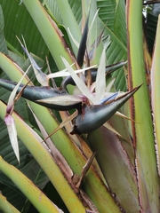 Strelitzia