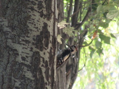 Dendrocopos syriacus