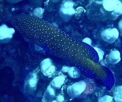 Cephalopholis argus