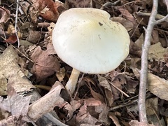 Amanita multisquamosa