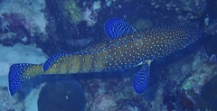 Cephalopholis argus