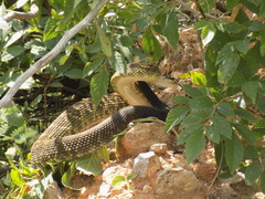 Crotalus molossus nigrescens