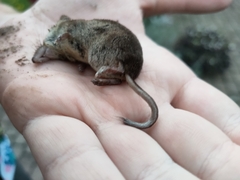 Sorex minutus