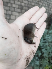 Sorex minutus