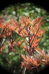 Paeonia suffruticosa