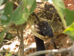 Crotalus molossus nigrescens