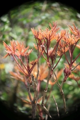 Paeonia suffruticosa