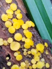 Calycina