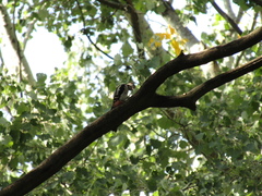 Dendrocopos syriacus