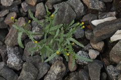 Senecio dubitabilis