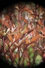 Paeonia suffruticosa
