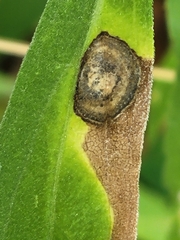 Asteromyia carbonifera