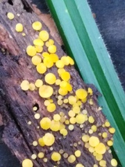 Calycina