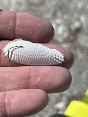Cyrtopleura costata