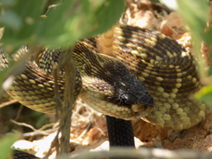 Crotalus molossus nigrescens