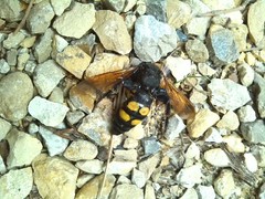 Megascolia maculata flavifrons