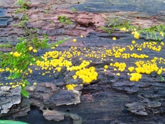 Calycina