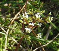 Anthriscus caucalis