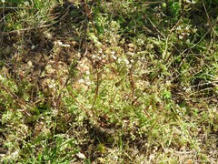 Anthriscus caucalis