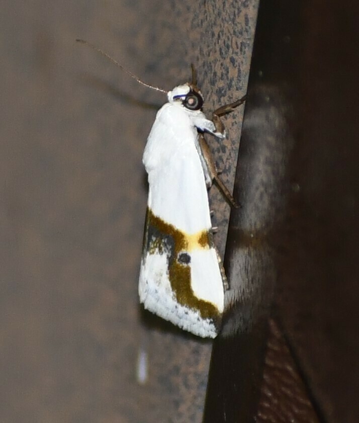 Ponometia dorneri